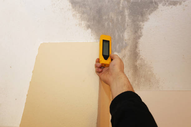 Best Post-Construction Mold Inspection  in Ridgecrest, FL